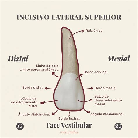 incisivo lateral superior